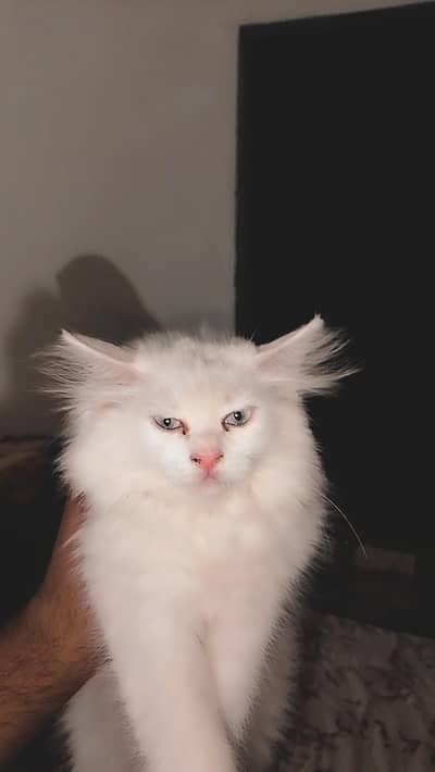 persian