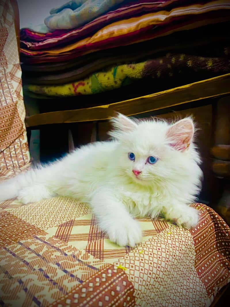 persian 1