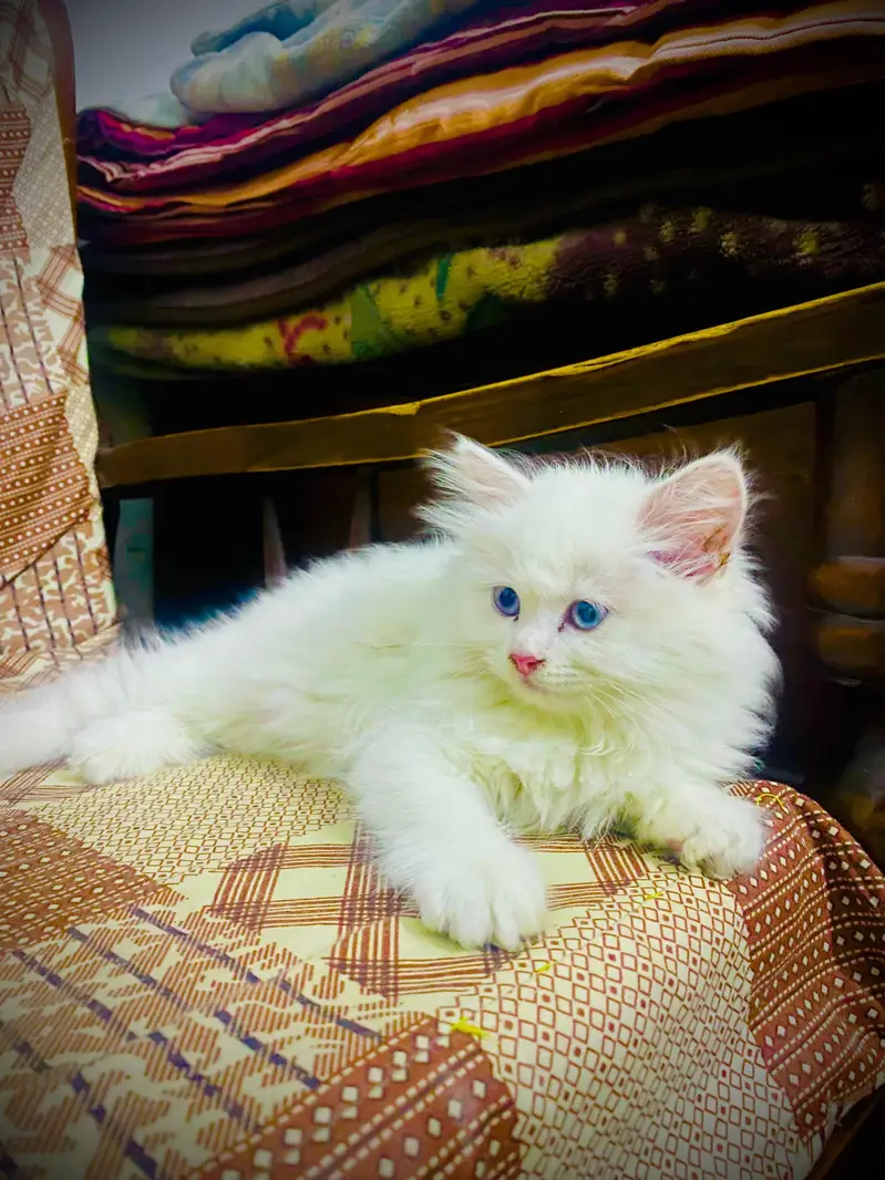 persian — photo 2