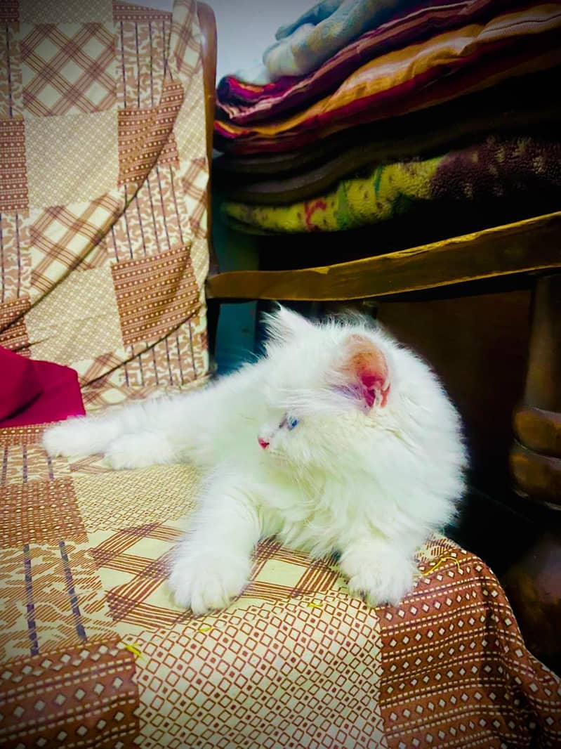 persian 2