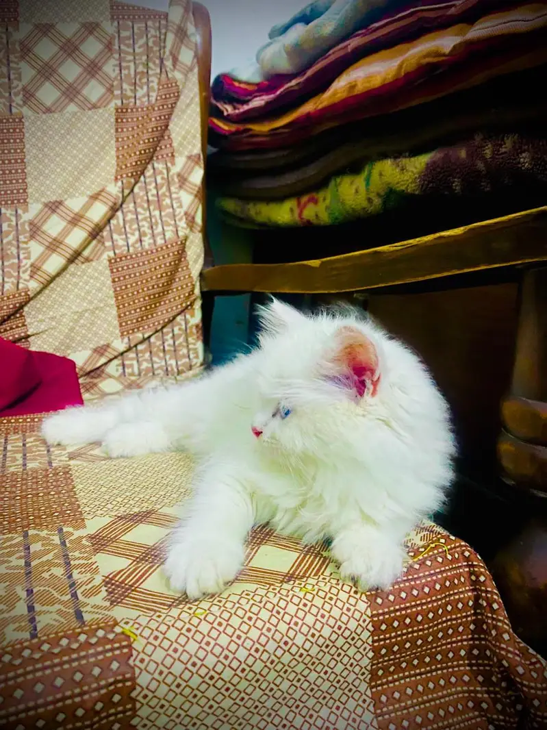 persian — photo 3