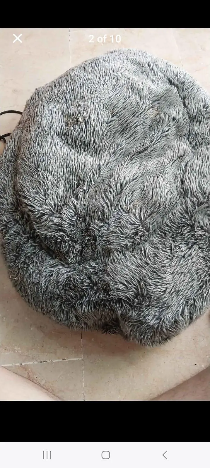 cat accessories — photo 2