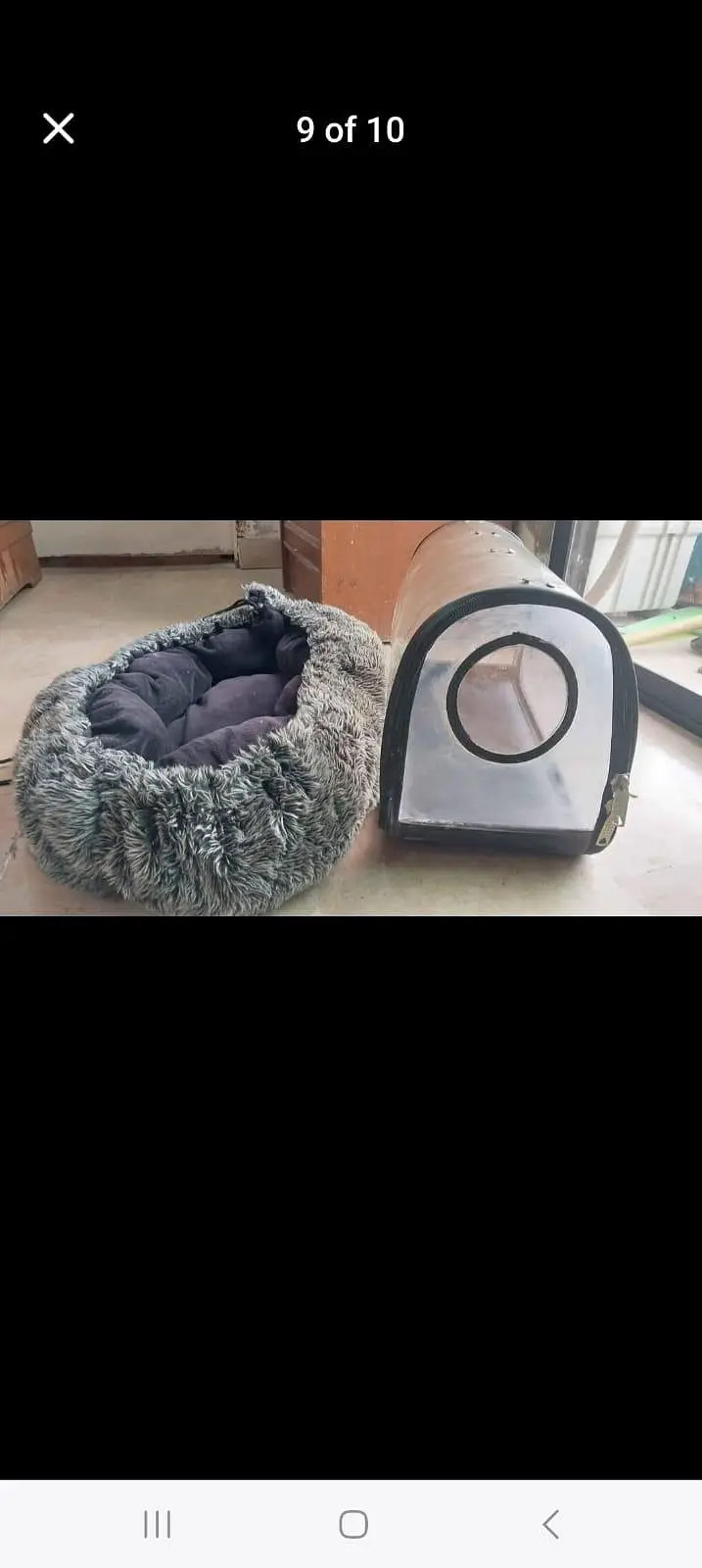 cat accessories — photo 8
