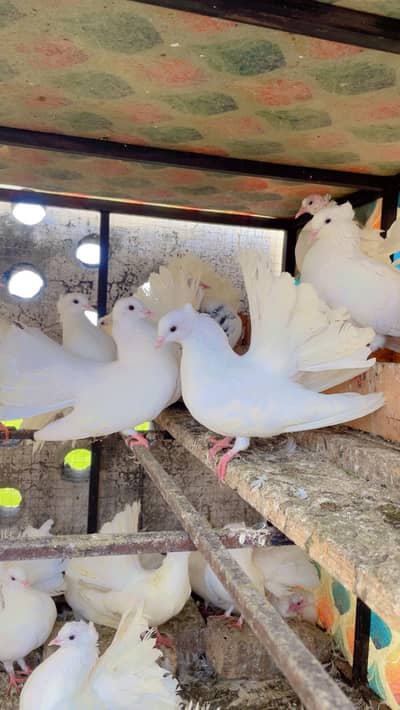 Pigeon White Colour Top Quailty