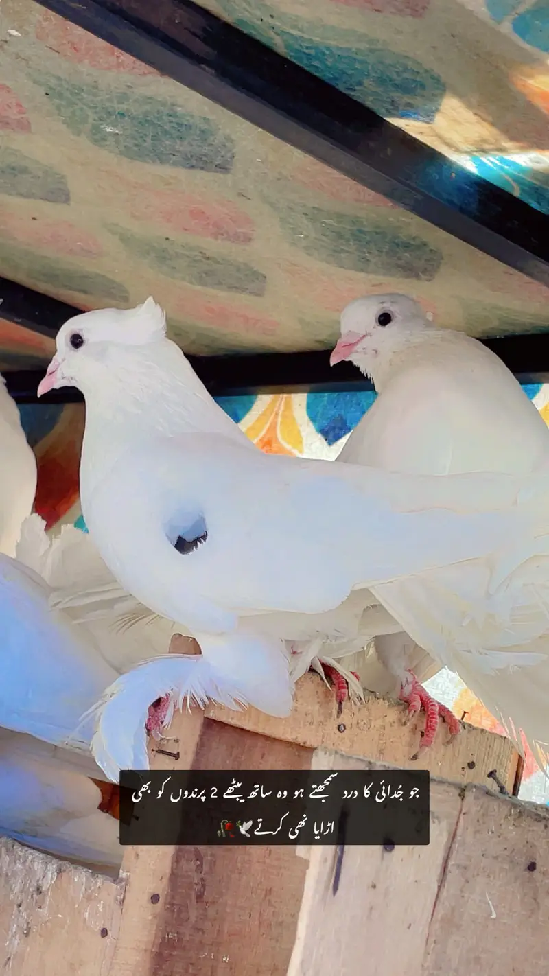 Pigeon White Colour Top Quailty — photo 2