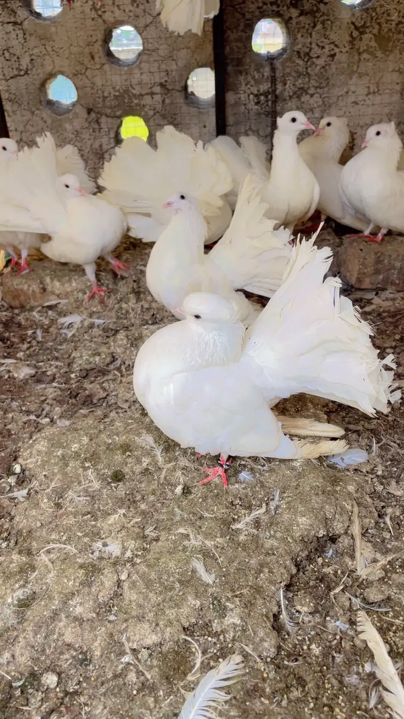 Pigeon White Colour Top Quailty — photo 3