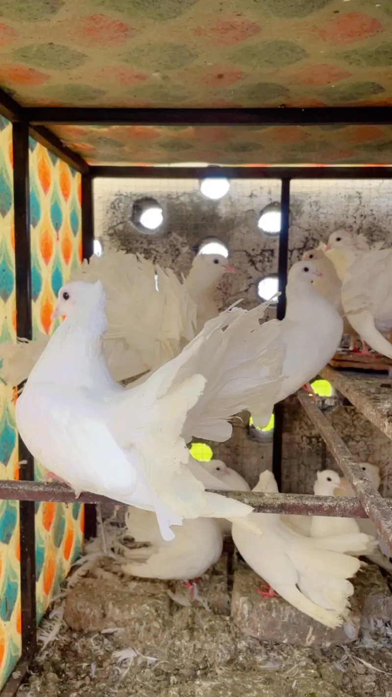 Pigeon White Colour Top Quailty — photo 4