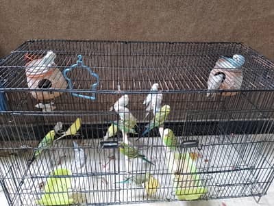 Australian buggies/birds for sale urgent