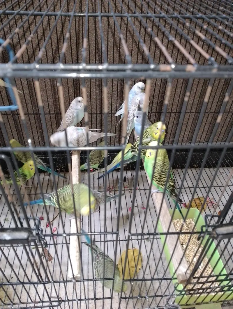 Australian buggies/birds for sale urgent — photo 2