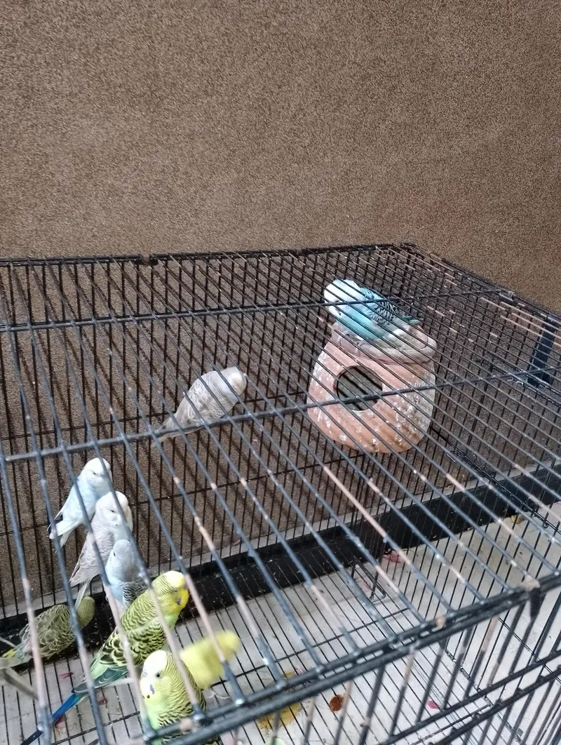 Australian buggies/birds for sale urgent — photo 3