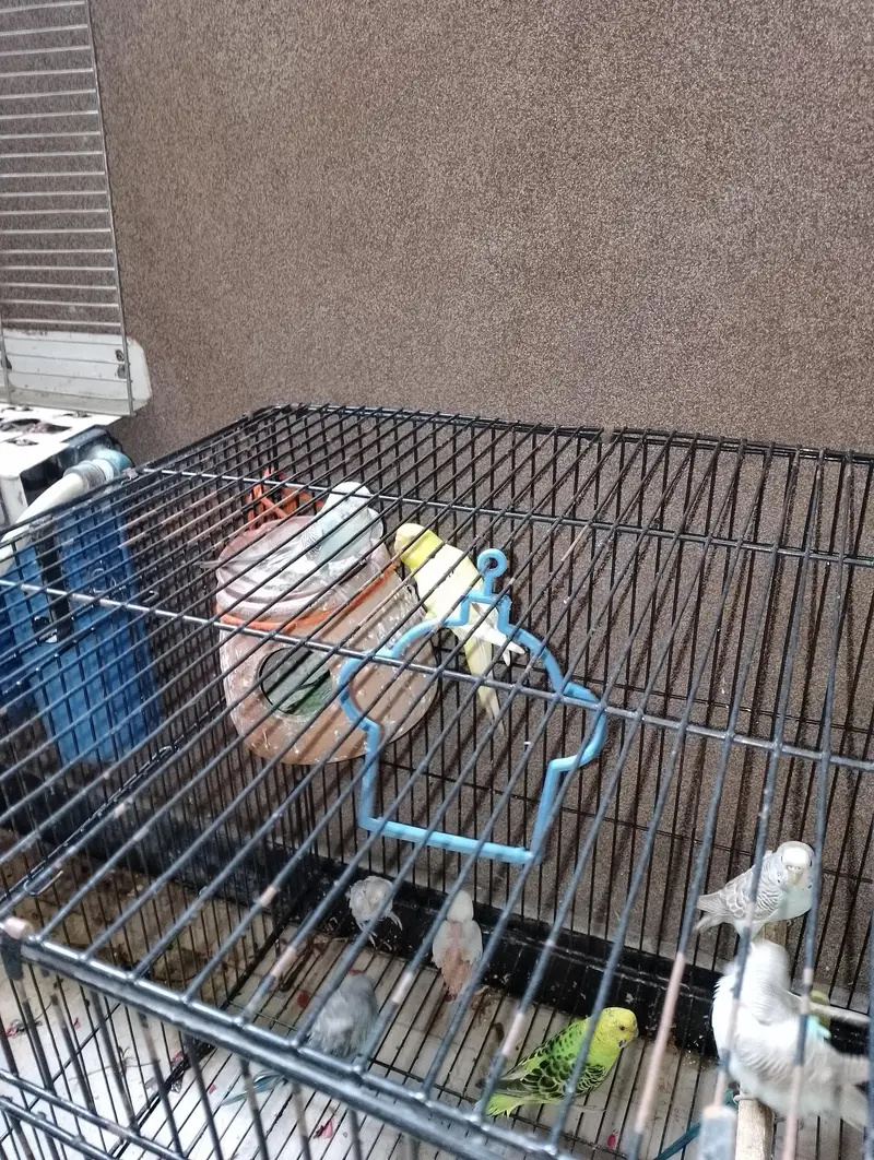Australian buggies/birds for sale urgent — photo 4