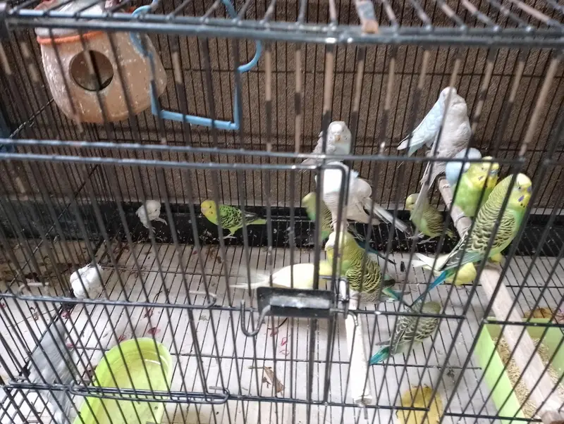 Australian buggies/birds for sale urgent — photo 5