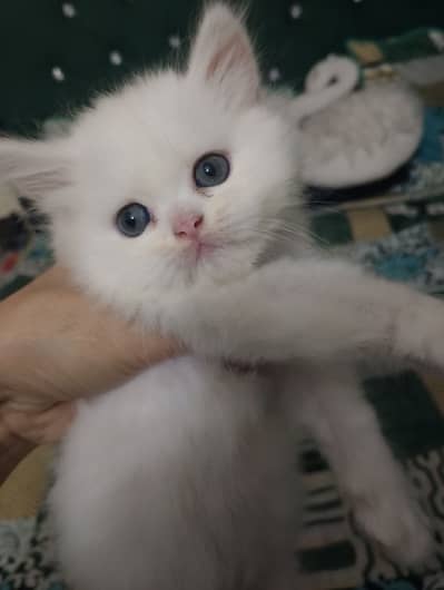Persian punch face kitten for sale urgently
