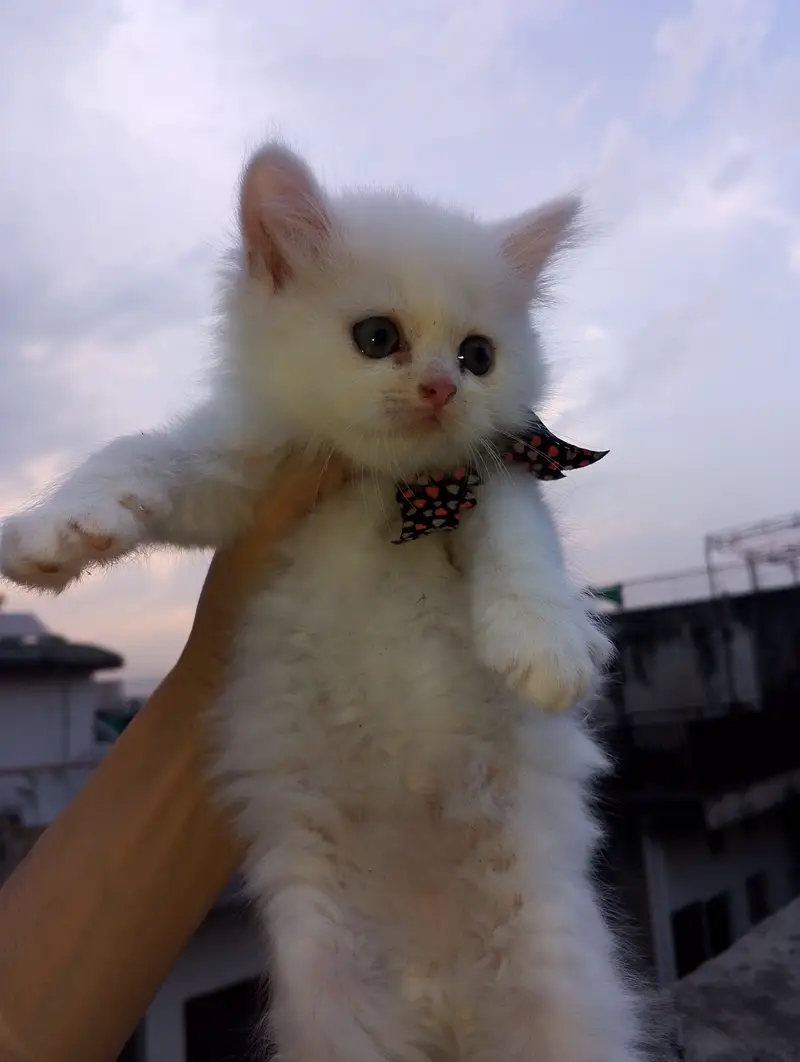 Persian punch face kitten for sale urgently — photo 2