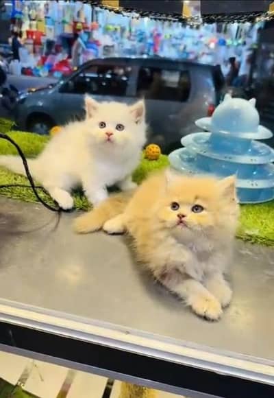 (Persian female kitten) (for sale all) (Pakistan delivery available)