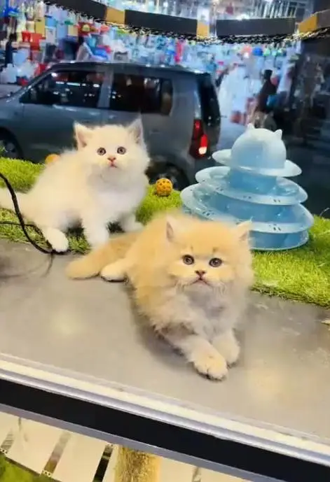 (Persian female kitten) (for sale all) (Pakistan delivery available) — photo 3