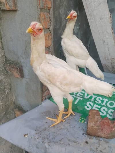 Jarman oh Shamo pair available in resanabel price