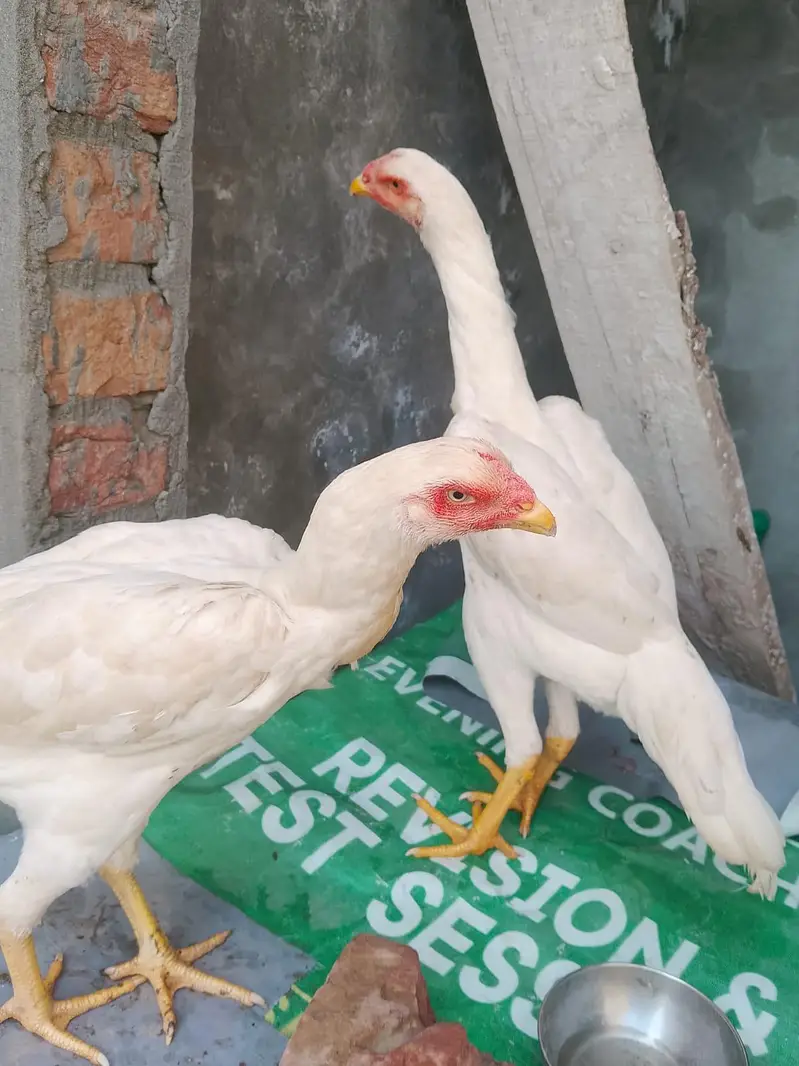 Jarman oh Shamo pair available in resanabel price — photo 2