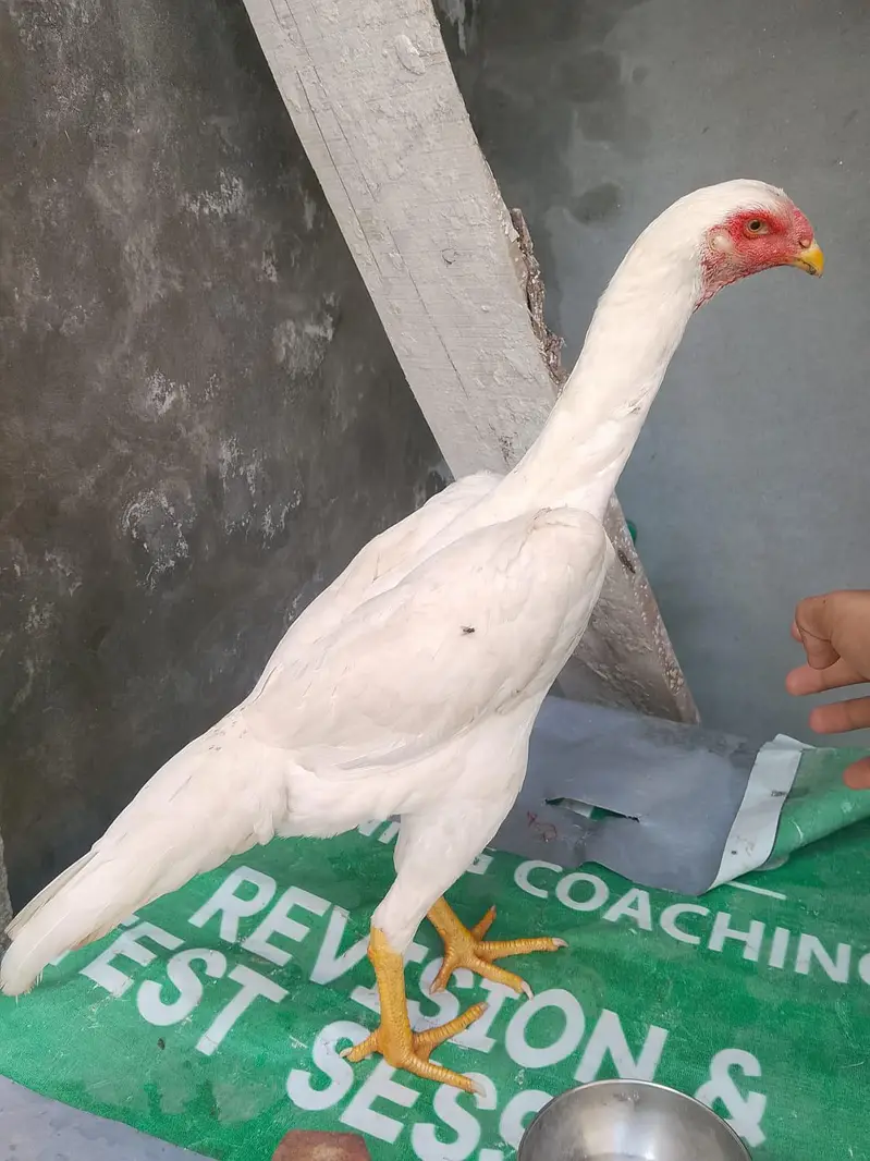 Jarman oh Shamo pair available in resanabel price — photo 4