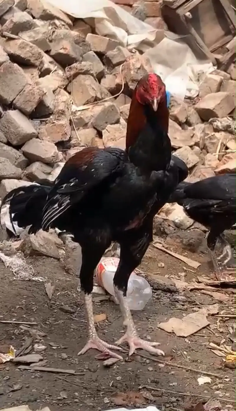 Aseel nasli pair very famous breed gamefowl fao sale very readonable — photo 2