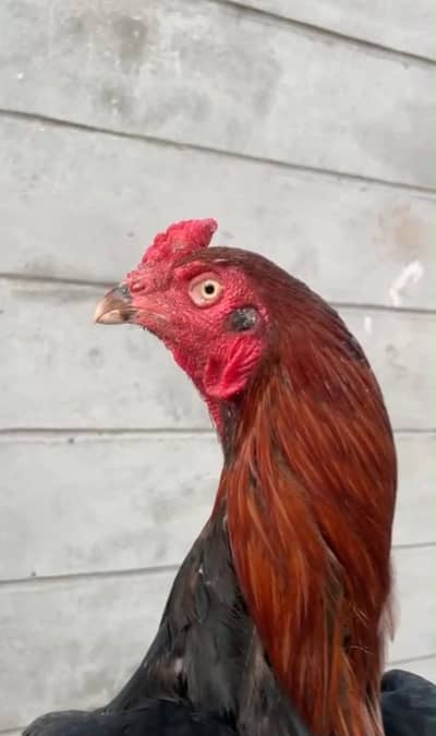 Aseel nasli pair very famous breed gamefowl fao sale very readonable