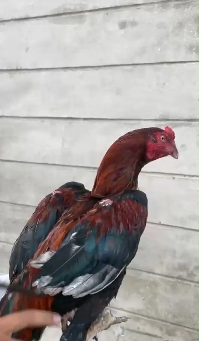 Aseel nasli pair very famous breed gamefowl fao sale very readonable — photo 3