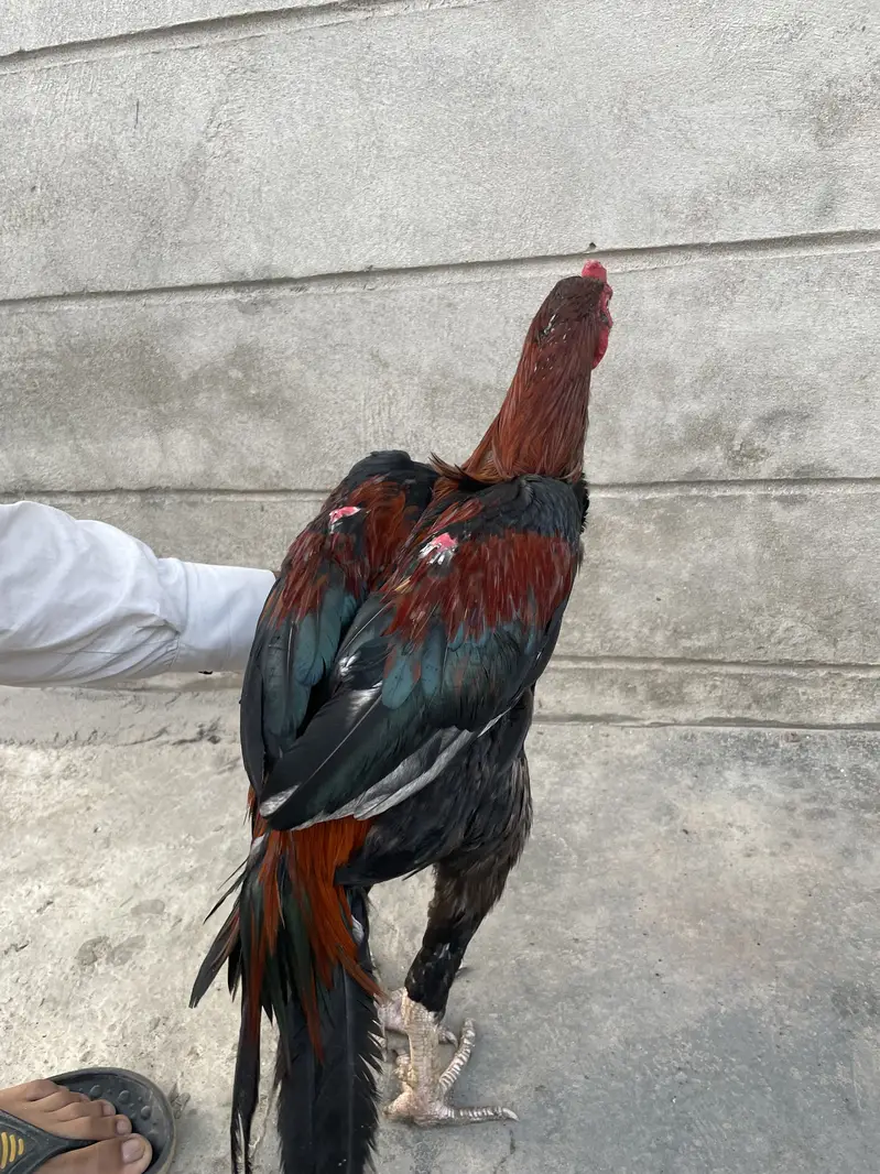Aseel nasli pair very famous breed gamefowl fao sale very readonable — photo 4