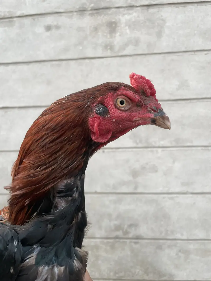 Aseel nasli pair very famous breed gamefowl fao sale very readonable — photo 5