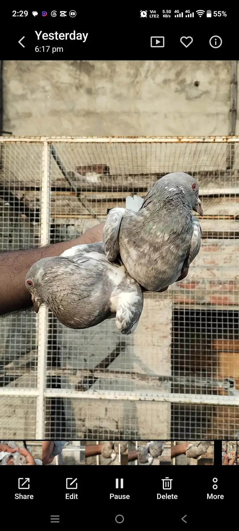 breeder joda — photo 4