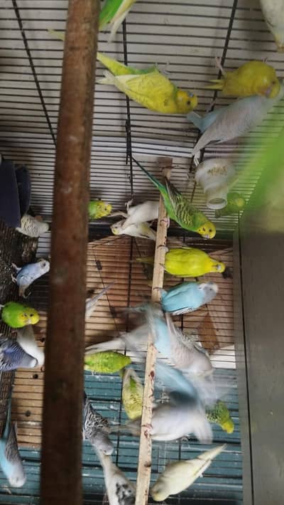 Australian Budgies Fellow & Red Eyes Excellent Breeder pair For sale