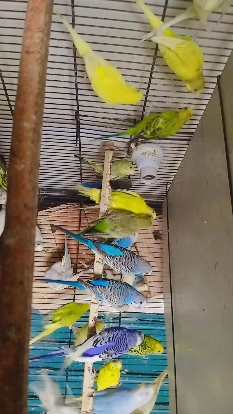 Australian Budgies Fellow & Red Eyes Excellent Breeder pair For sale — photo 2