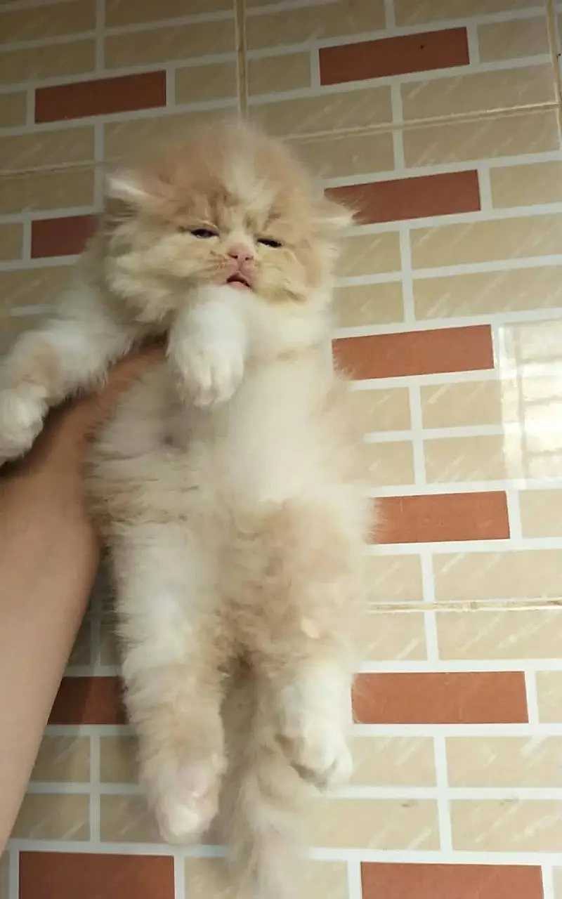 Persian kittens. Whatapp//0370460//2354 — photo 2