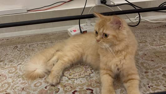 persian cat healthy active