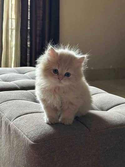 Persian kittens. Whatapp//0370460//2354