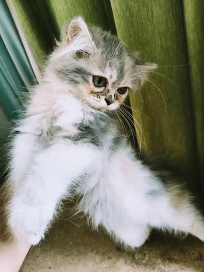 Persian cat
