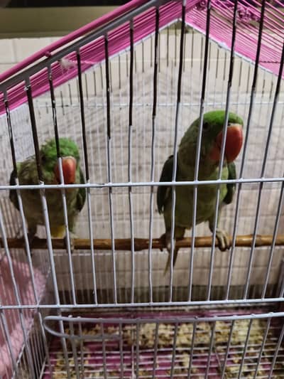 kashmiri Raw pair