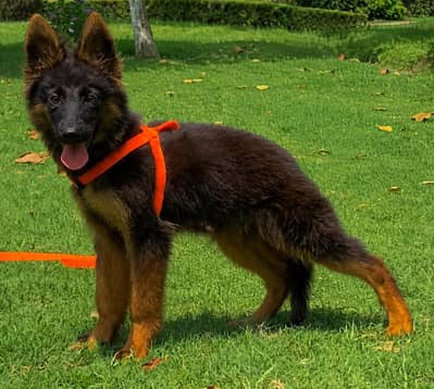 propar long cute gsd female shuw quality imported bloodline for sale