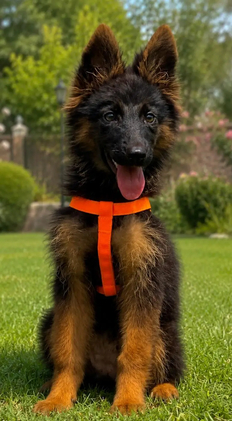 propar long cute gsd female shuw quality imported bloodline for sale — photo 2