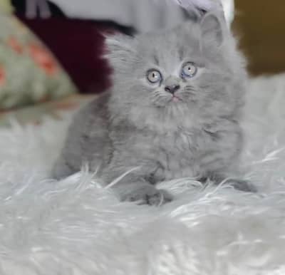 Persian kittens. Whatapp//037046//02354