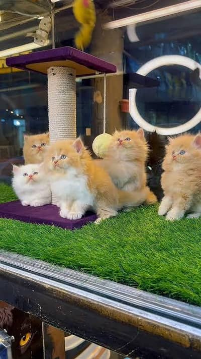 Persian kittens. Whatapp//037046//_02354