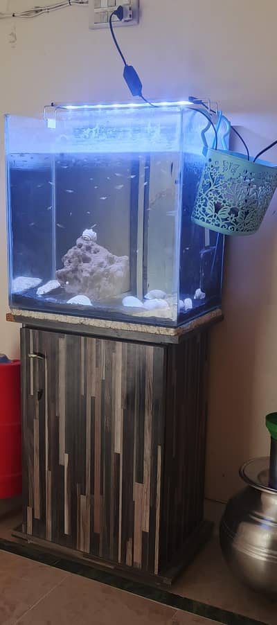 fish aquarium with fish