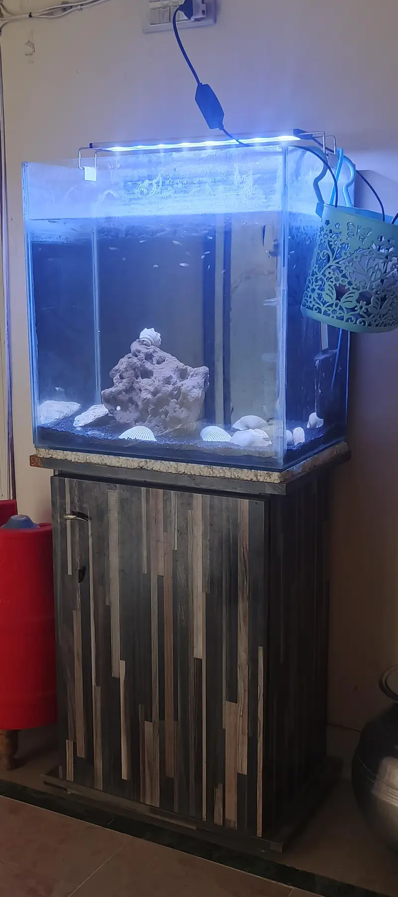 fish aquarium with fish — photo 2