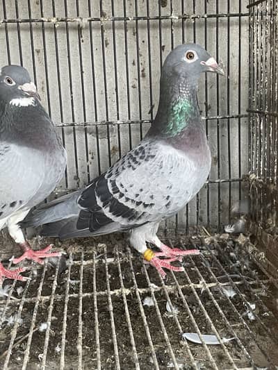 qasid breeder pair (R)