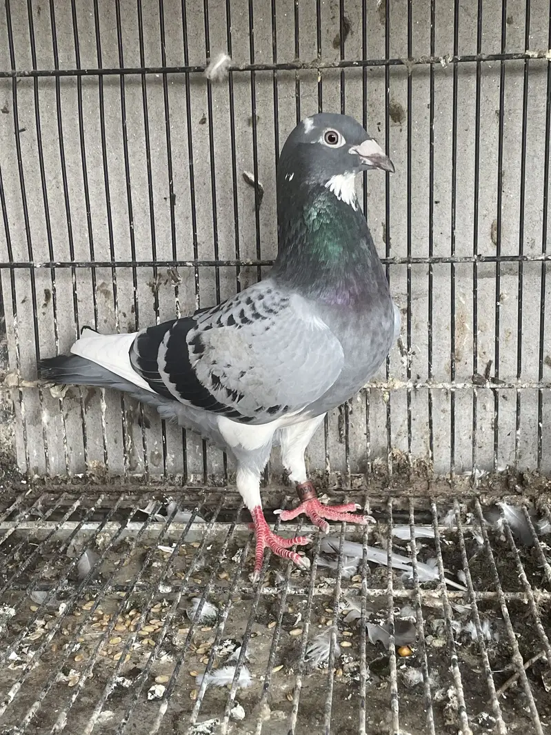 qasid breeder pair (R) — photo 2