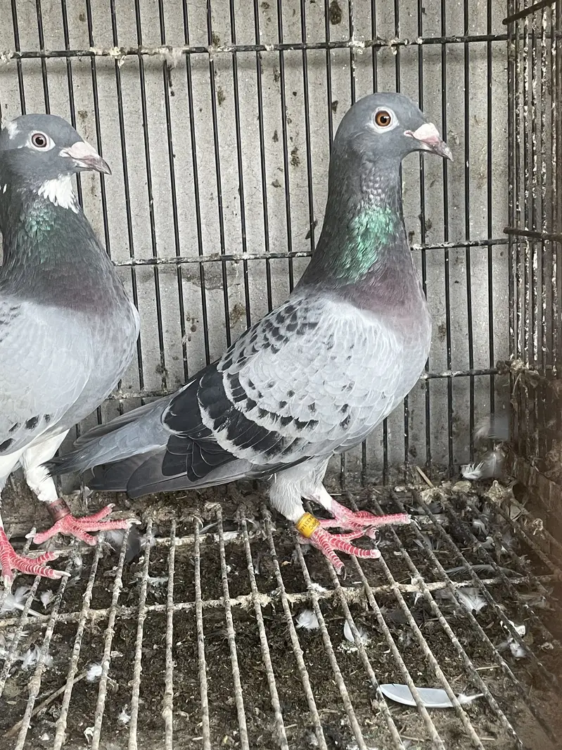 qasid breeder pair (R) — photo 3
