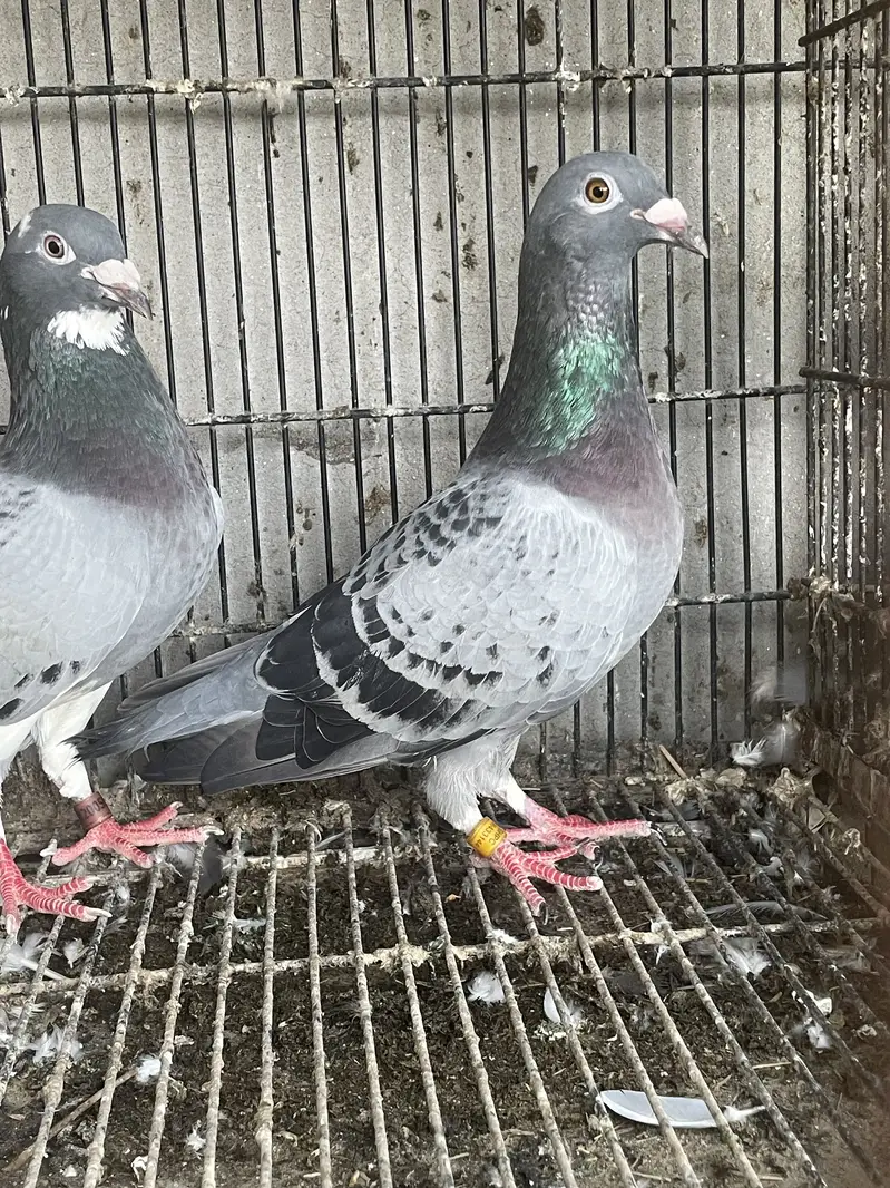 qasid breeder pair (R) — photo 4