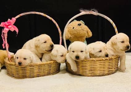 labrador pedigree microchip imported bloodline pupies 03014615555