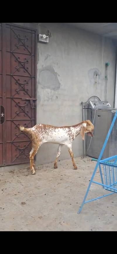 pure Makhi Chini bakriya | makhi Chini | Goats | dasi bakri
