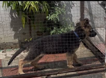 German Shephard Female puppy For Sale