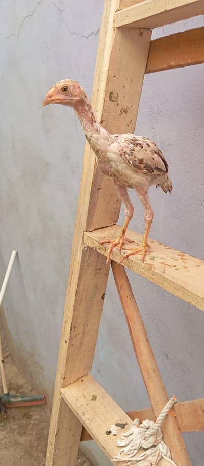 aseel chicks available one chick price 1200